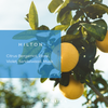 Hilton